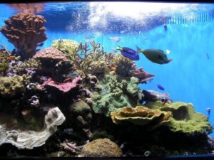 Aquarium Page image