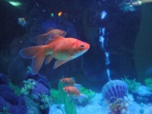 stockvault-fish-aquarium114431